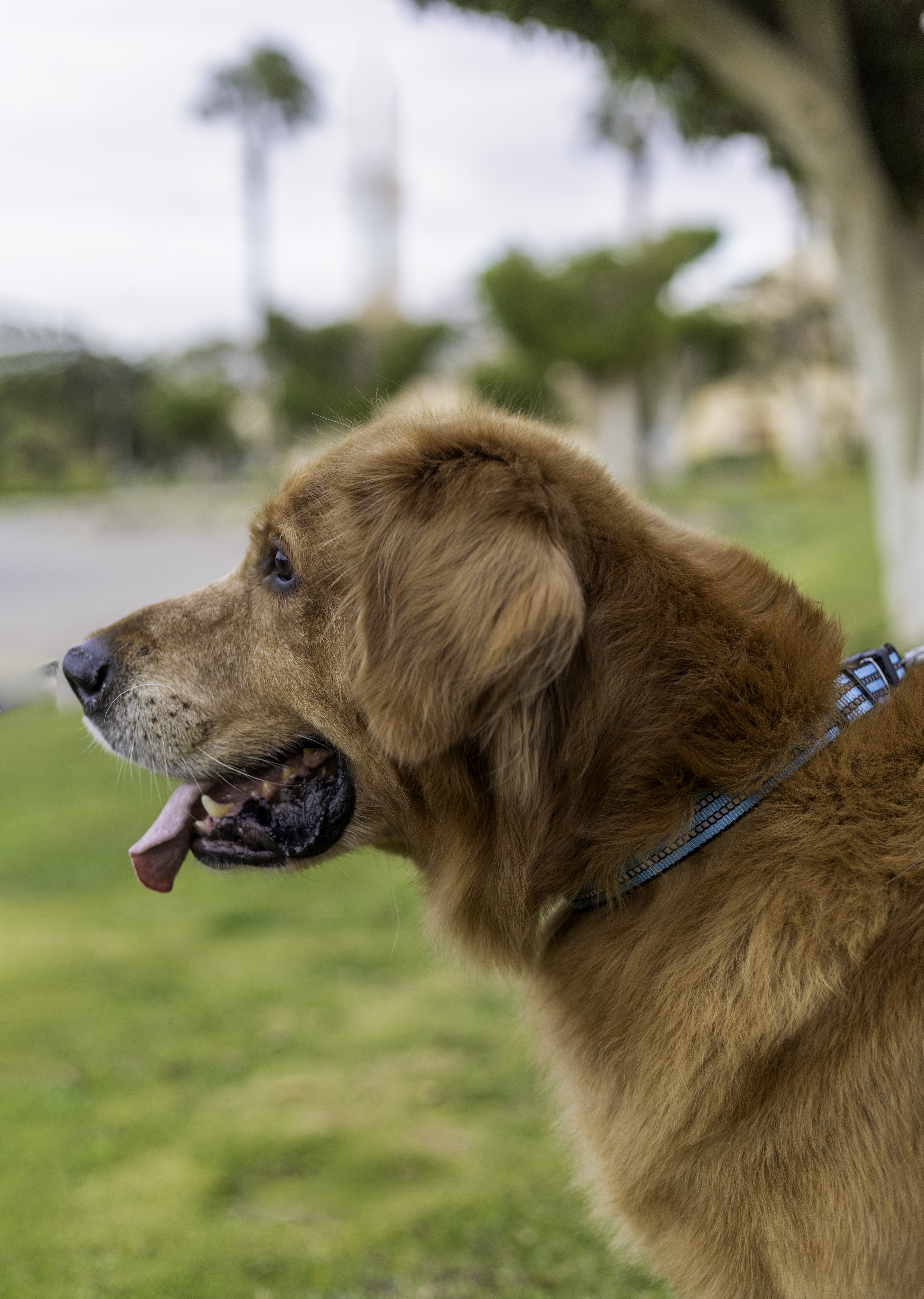 Joy, the dog who inspired Joyzy