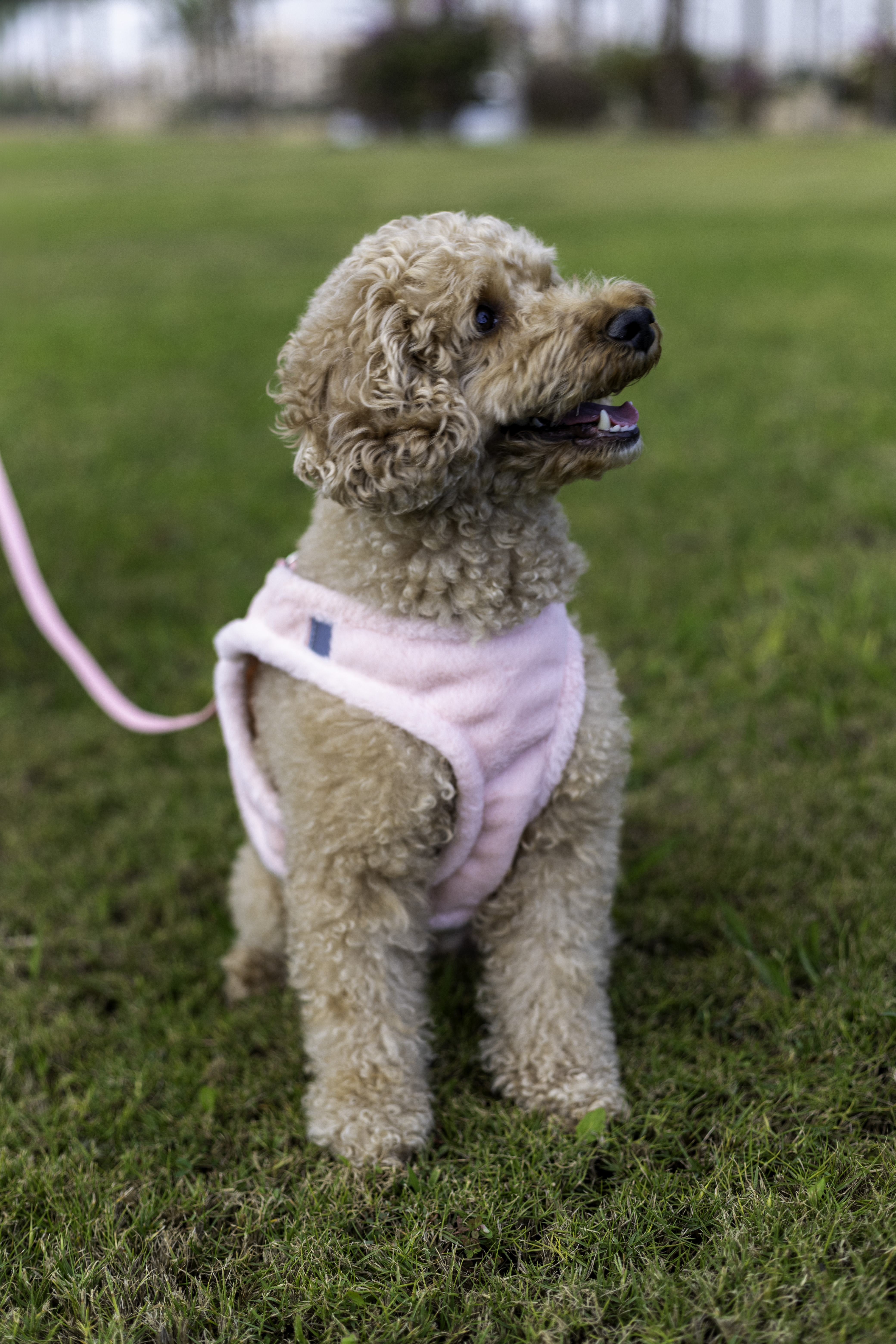 PINK FURRY HARNESSET Reflective 2