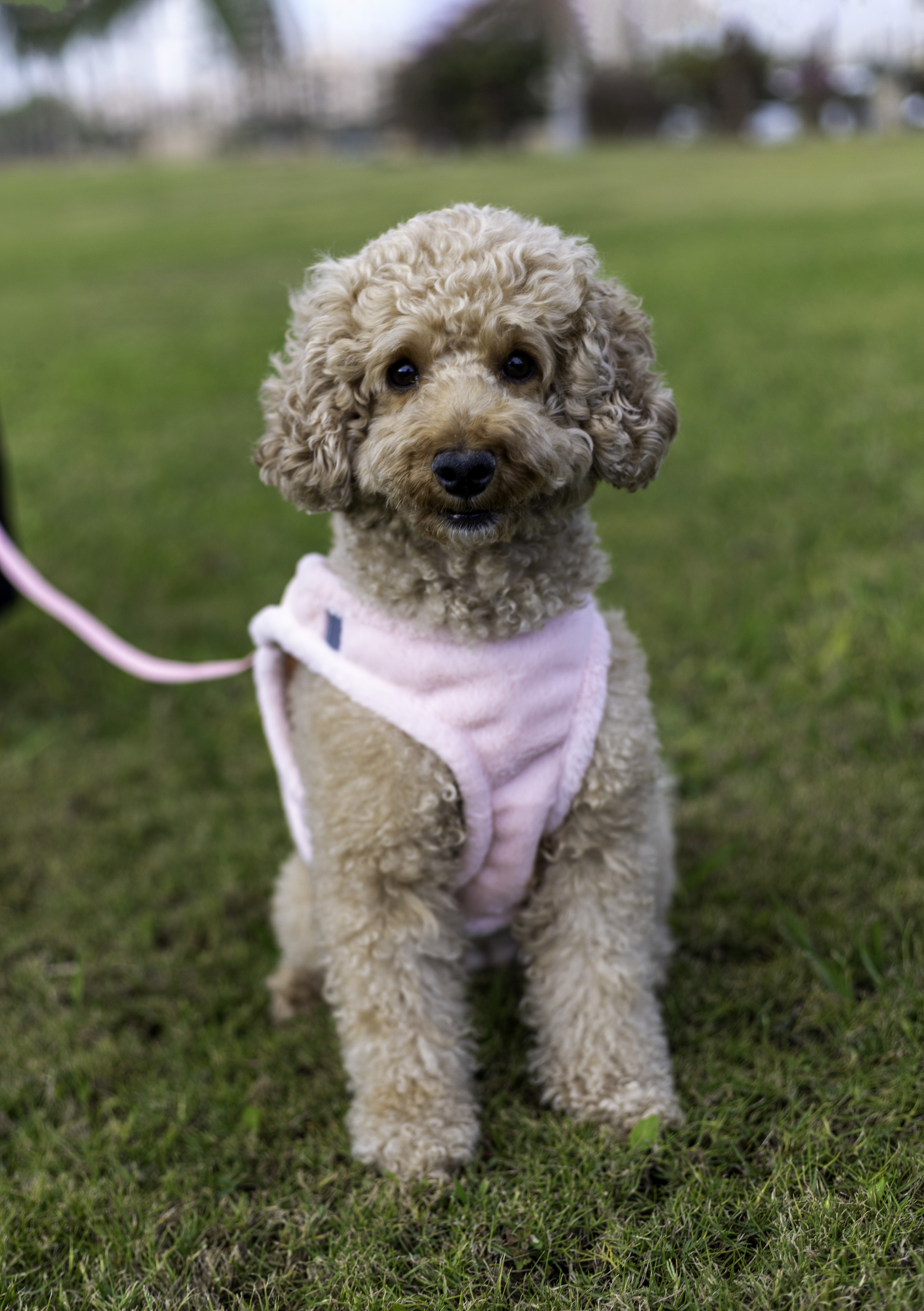 PINK FURRY HARNESSET Reflective