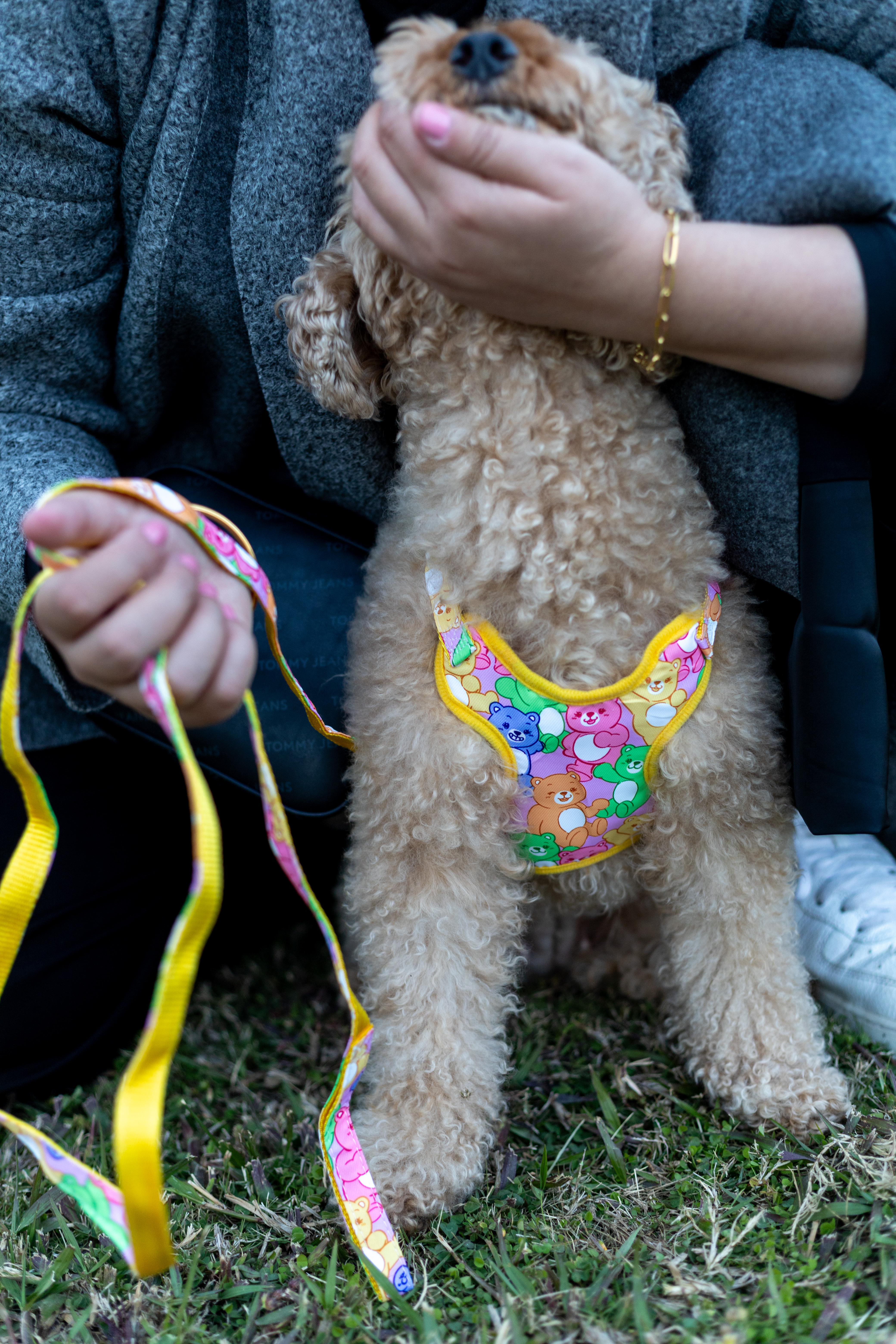 BEARS PRINTED harness & leash 2